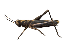 Metalen Grote Sprinkhaan Tuindecoratie 72 x 36 cm