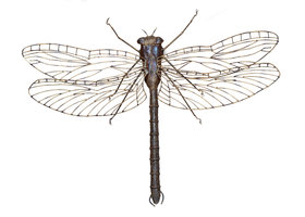 Libelle Metalen 3D Tuindecoratie 110 x 110 cm